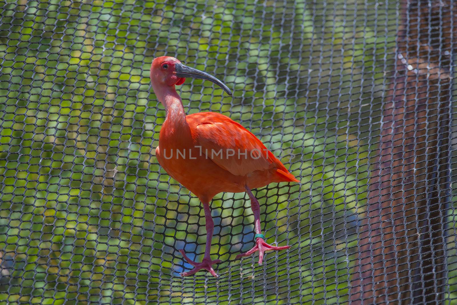 The Scarlet Ibis (Eudocimus ruber) is a species of ibis in the bird family Threskiornithidae. It inhabits in tropical South America and islands of the Caribbean. Photo is shot 25/07/2013.