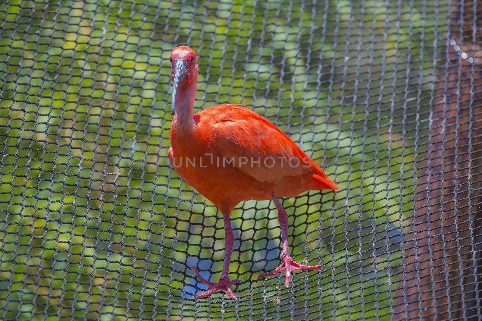 beautiful scarlet red bird by steirus