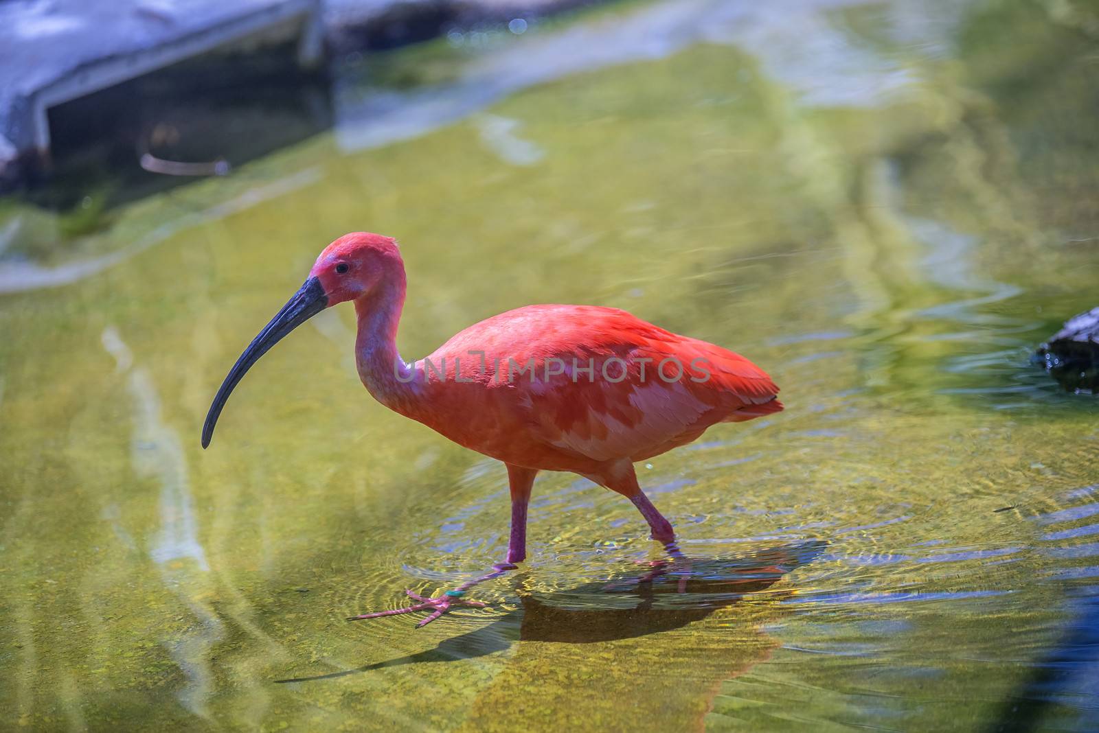 The Scarlet Ibis (Eudocimus ruber) is a species of ibis in the bird family Threskiornithidae. It inhabits in tropical South America and islands of the Caribbean. Photo is shot 25/07/2013.