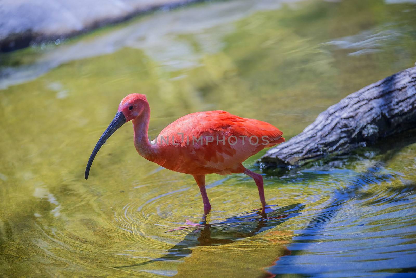 The Scarlet Ibis (Eudocimus ruber) is a species of ibis in the bird family Threskiornithidae. It inhabits in tropical South America and islands of the Caribbean. Photo is shot 25/07/2013.