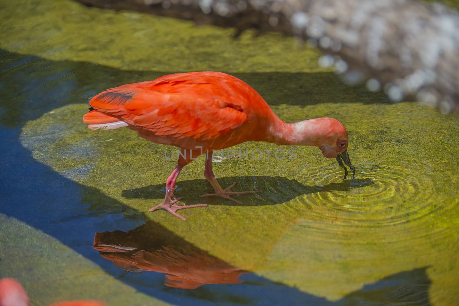beautiful scarlet red bird by steirus