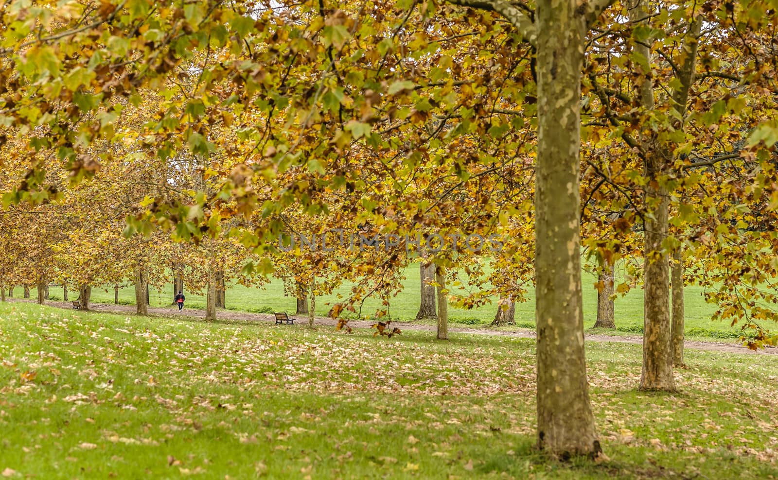 City park in Autumn with jogging man