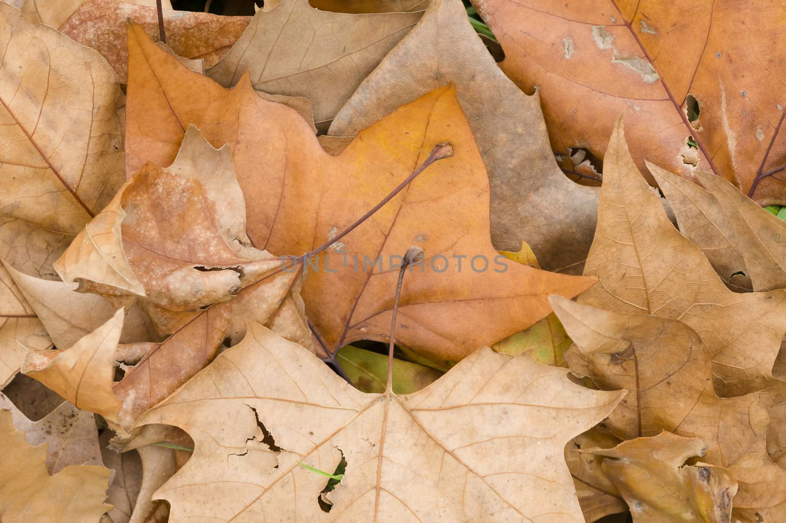 Fallen dead leaves of many colors in Autumn