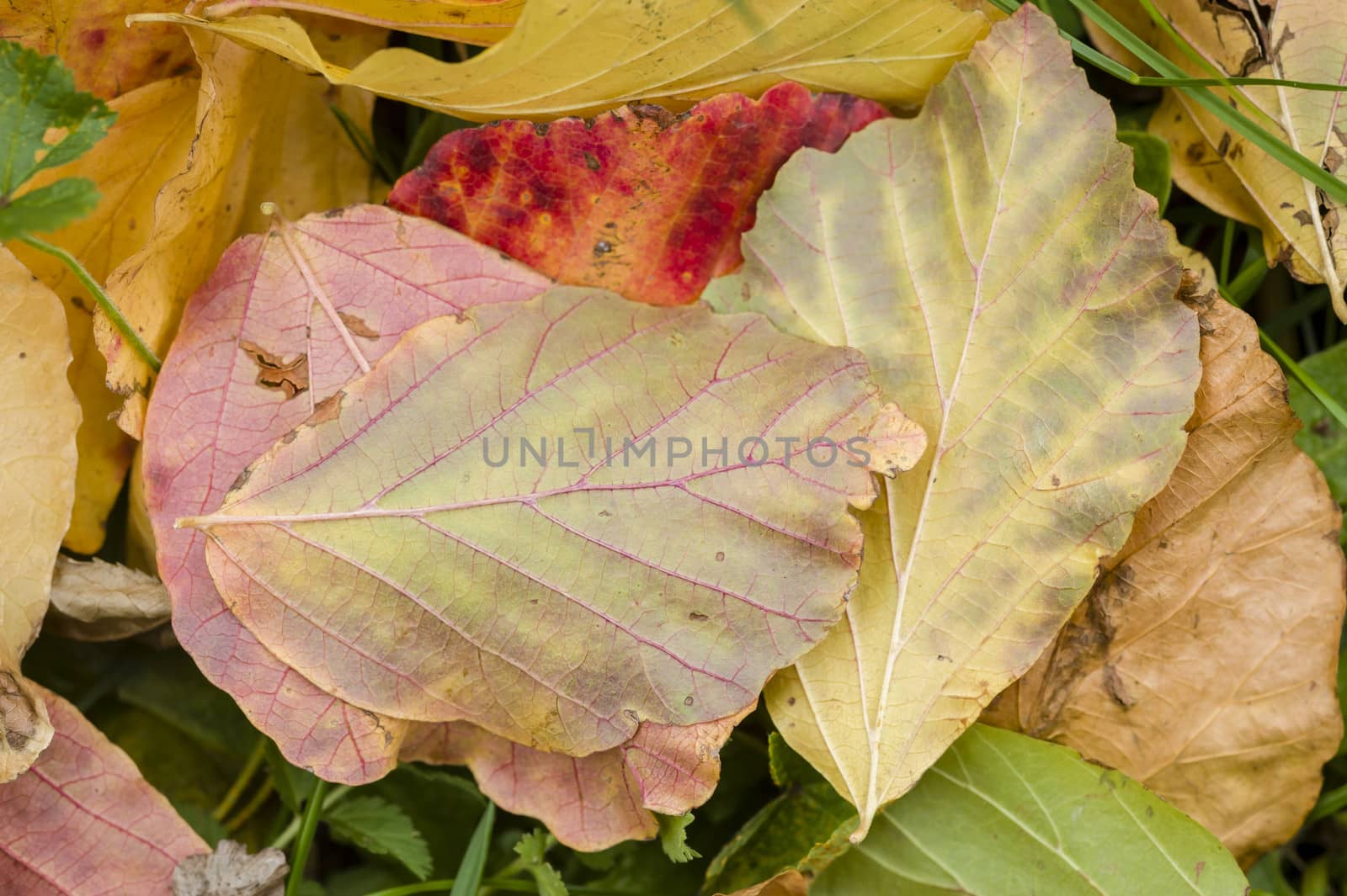 Fallen dead leaves of many colors in Autumn