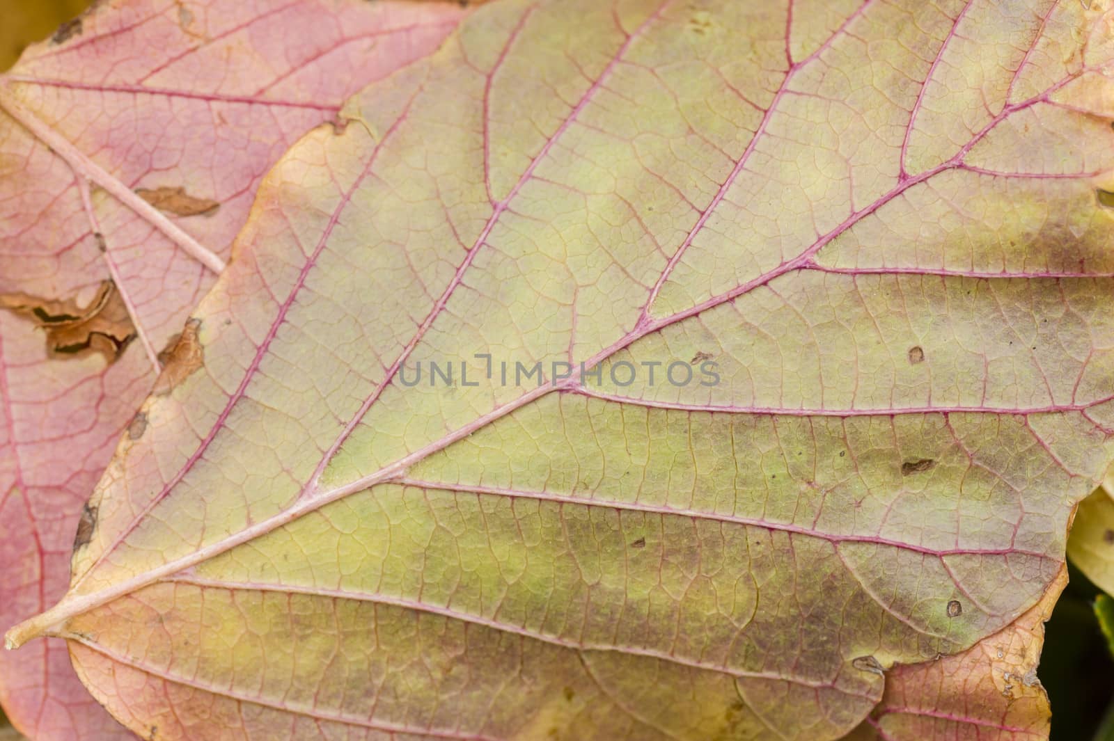 Fallen dead leaves of many colors in Autumn