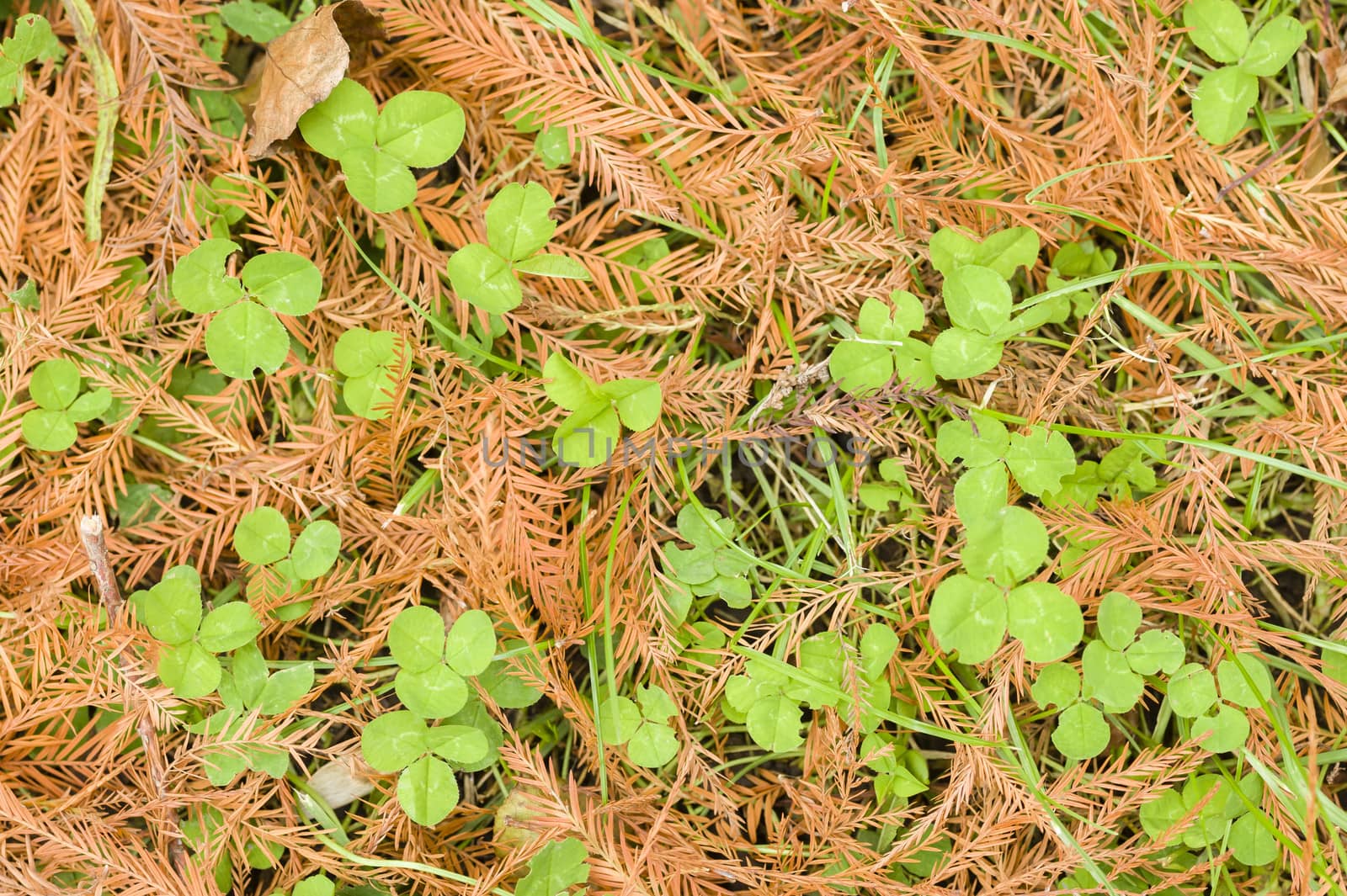 Taxodium disticum tree leaves fallen on clover grass