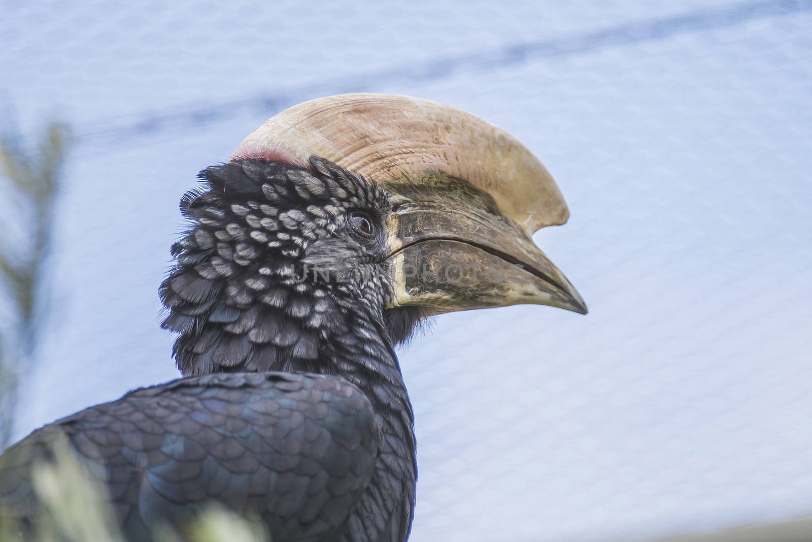 The Silvery-cheeked Hornbill (Bycanistes brevis) is a large bird with a very large creamy casque on the beak. Silvery-cheeked Hornbills are residents of the tall evergreen forests of East Africa from Ethiopia to South Africa.