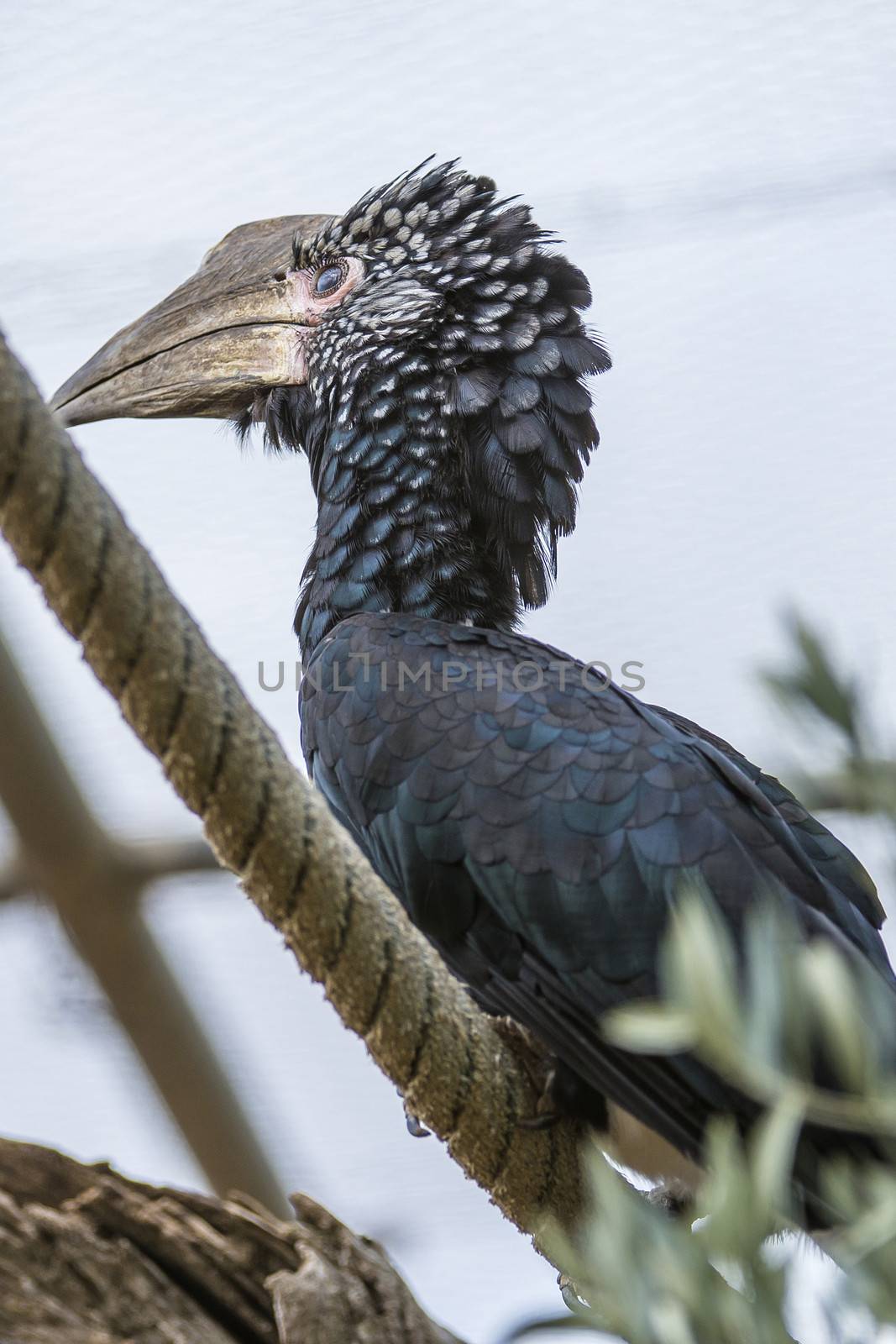 The Silvery-cheeked Hornbill (Bycanistes brevis) is a large bird with a very large creamy casque on the beak. Silvery-cheeked Hornbills are residents of the tall evergreen forests of East Africa from Ethiopia to South Africa.
