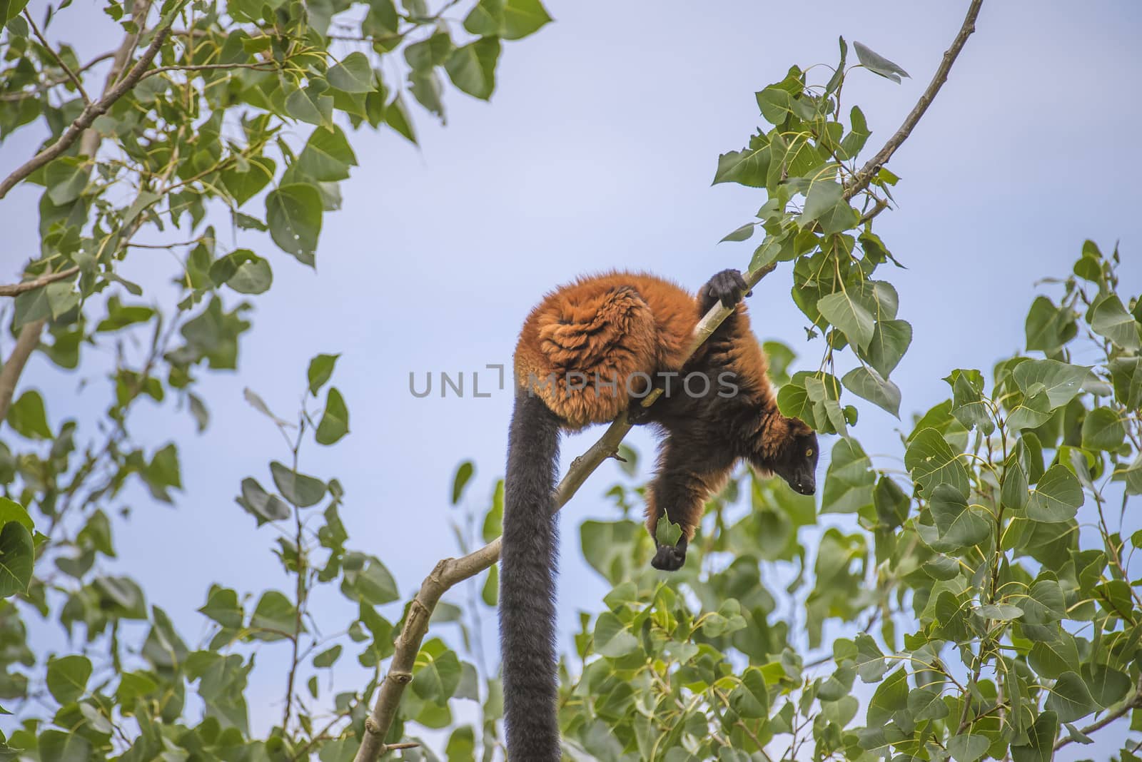 Red ruffed Lemur (Varecia rubra) is a clade consisting of approximately 50 species of primates in the group half-apes.  Like all lemurs, it is native to Madagascar and occurs only in the rainforests of Masoala, in the northeast of the island. Photo is shot 27/07/2013.