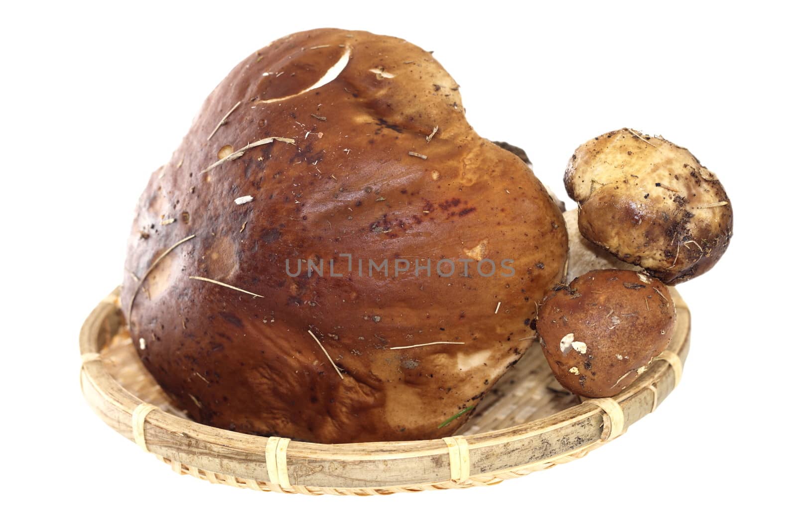 bunch of boletus edulis in wattle old basket isolated on white background