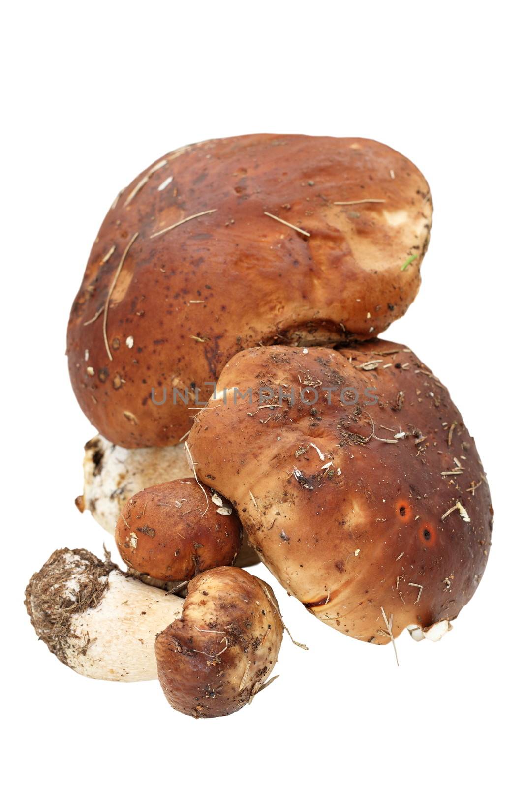 bunch of fresh boletus edulis gathered from the forest on white background