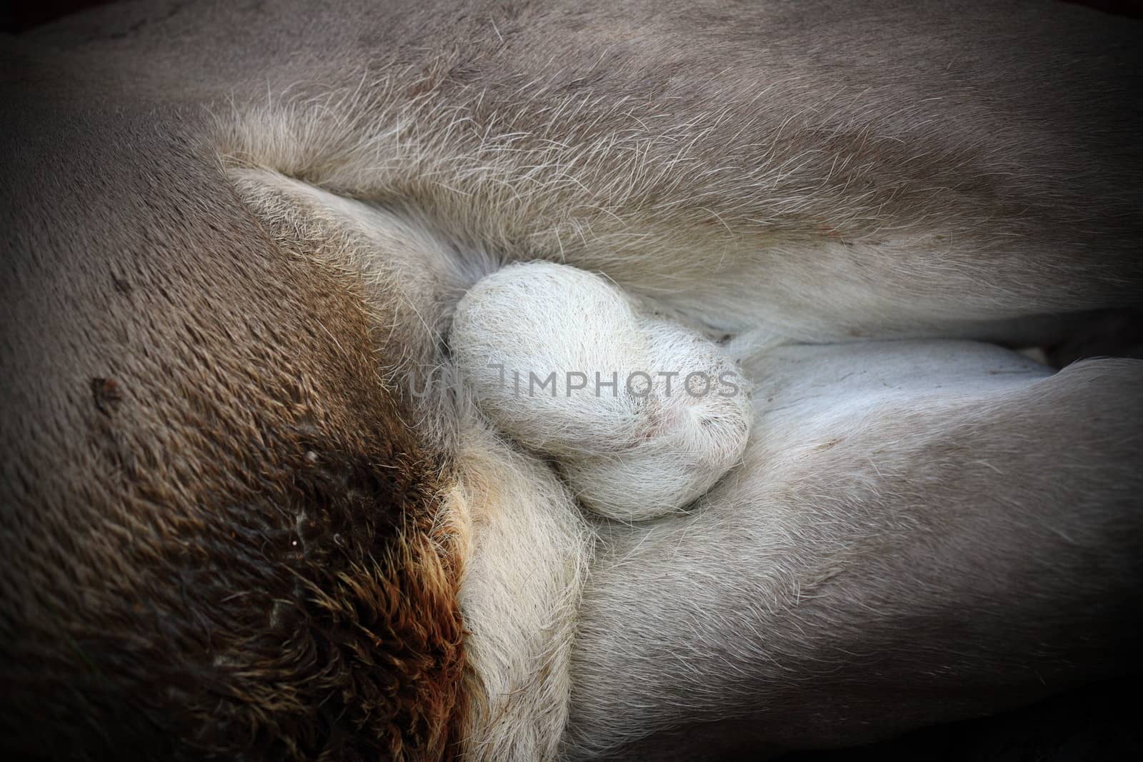 closeup of red deer ( cervus elaphus ) testicles on a dead hunted animal