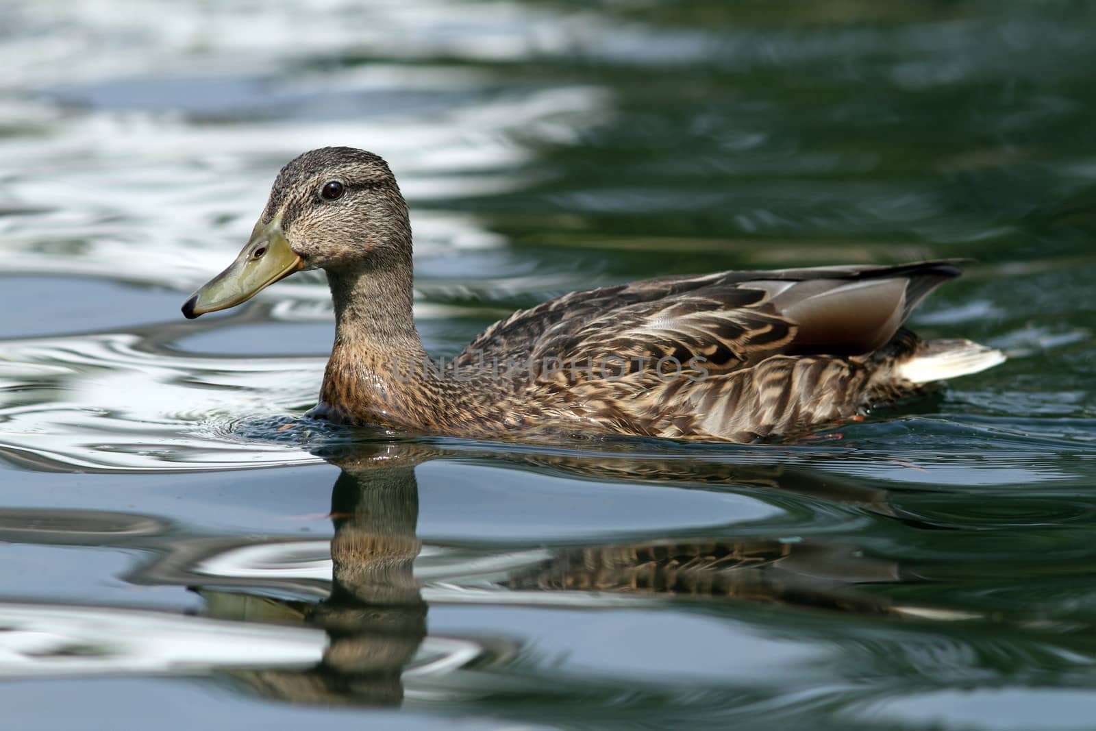 female mallard duck on water in beautiful contrast pf evening light
