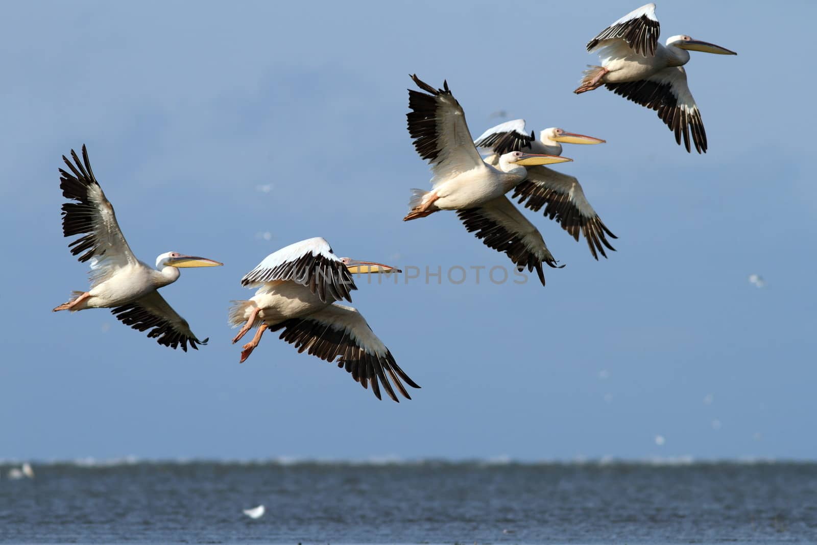 flock of great pelicans ( pelecanus onocrotalus ) flying over the sea near Sahalin island wildlife reserve, Danube Delta, Romania