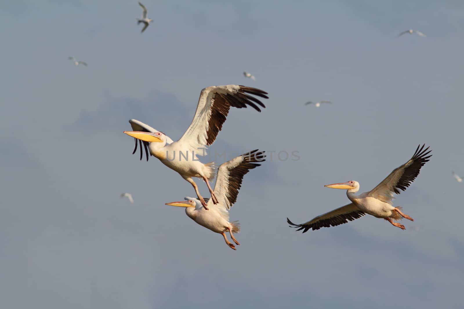 three great pelicans ( pelecanus onocrotalus ) flying over the sky