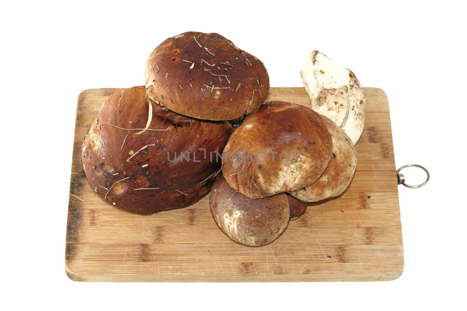 fungi porcini ( boletus edulis ) on old wood isolated on white background