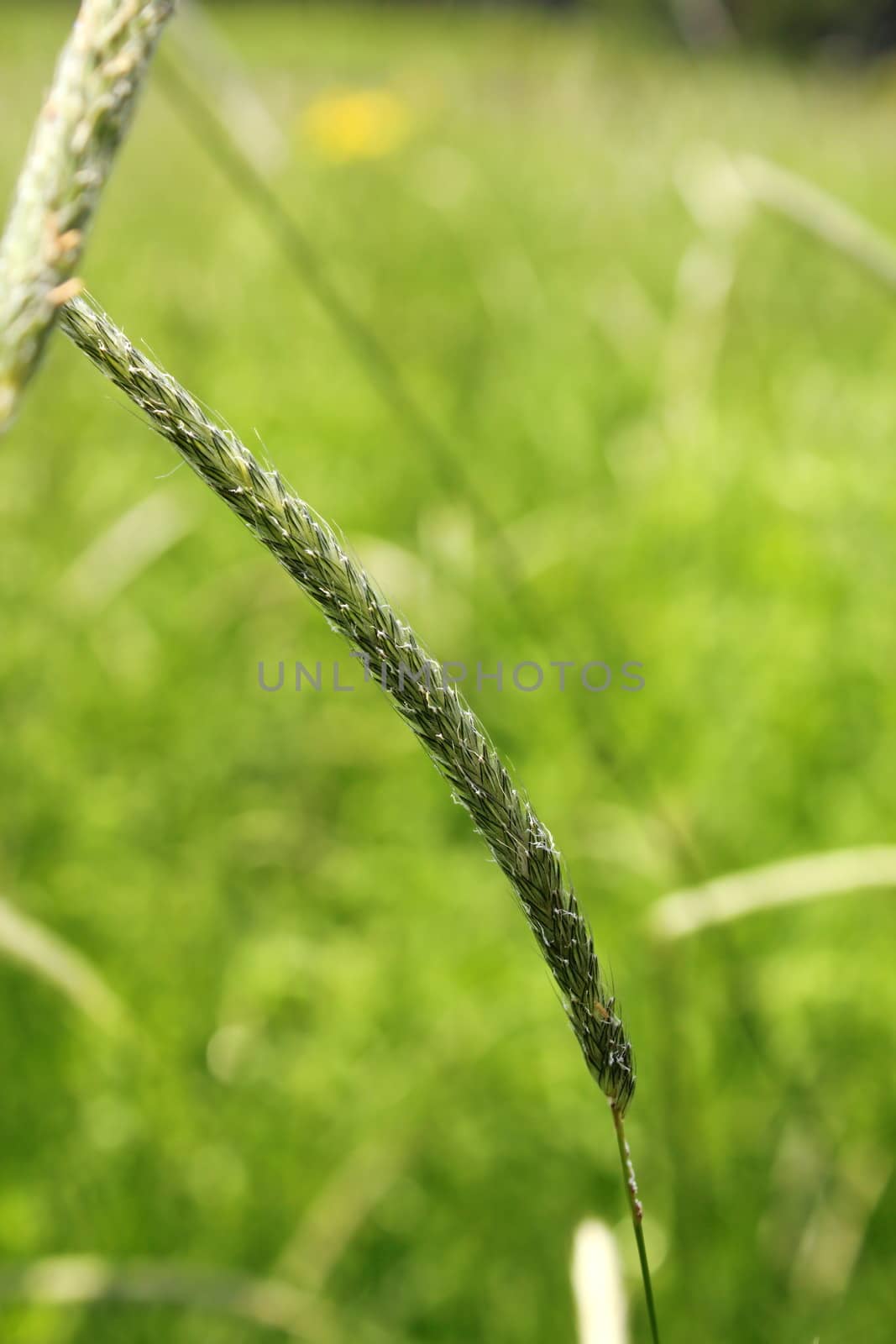 detail of grass inflorescence over green background