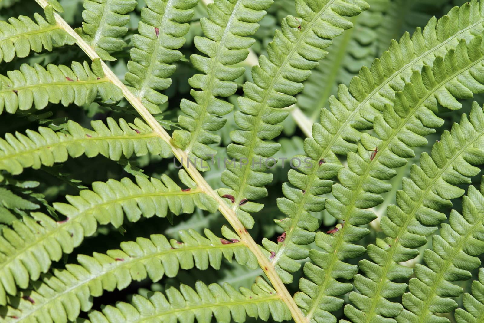 close up of green bracken textured foliage