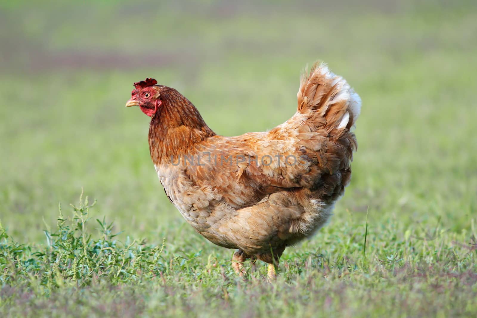 hen walking alone in the garden on green grass