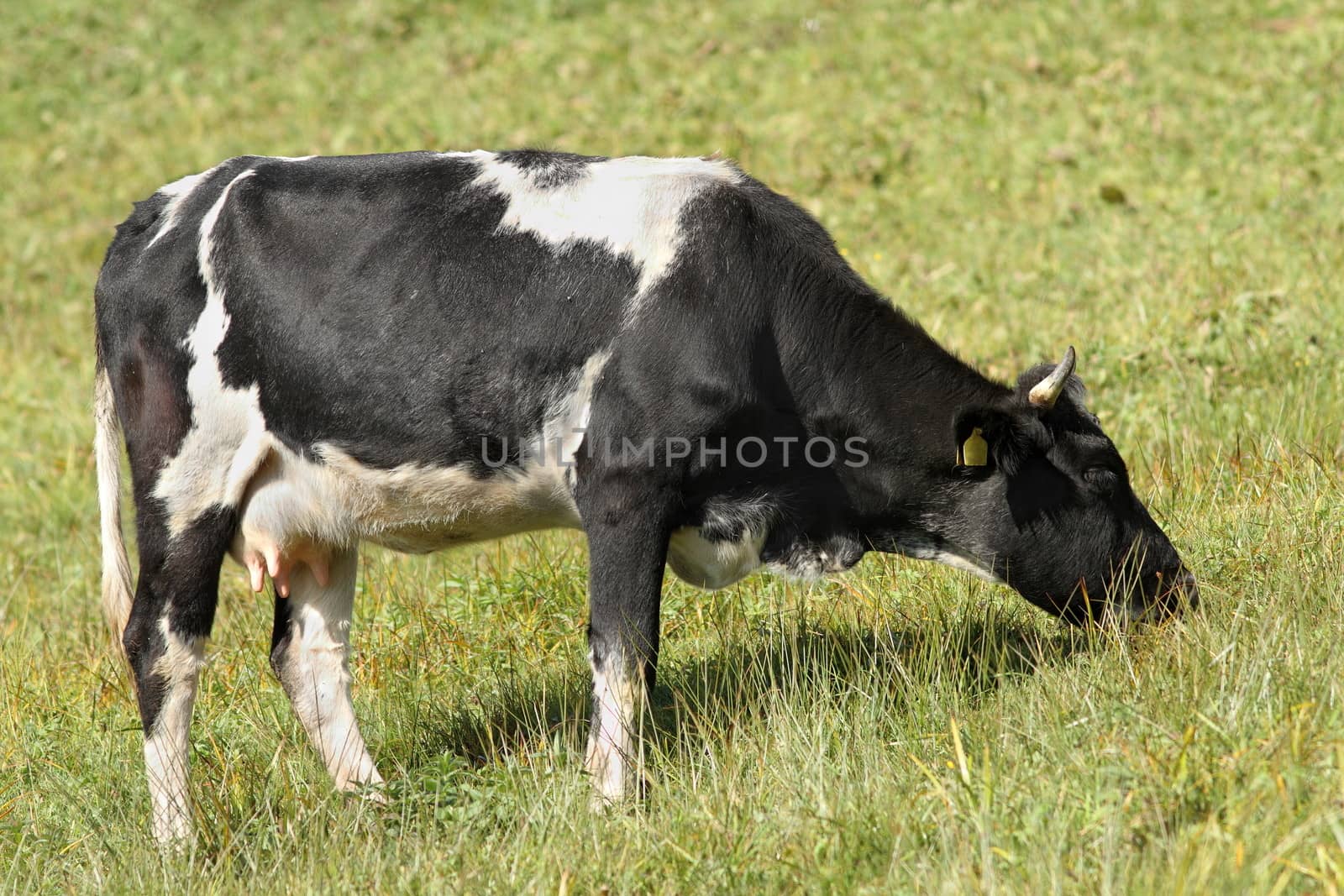 holstein cow grazing on meadow in the farm enclosure
