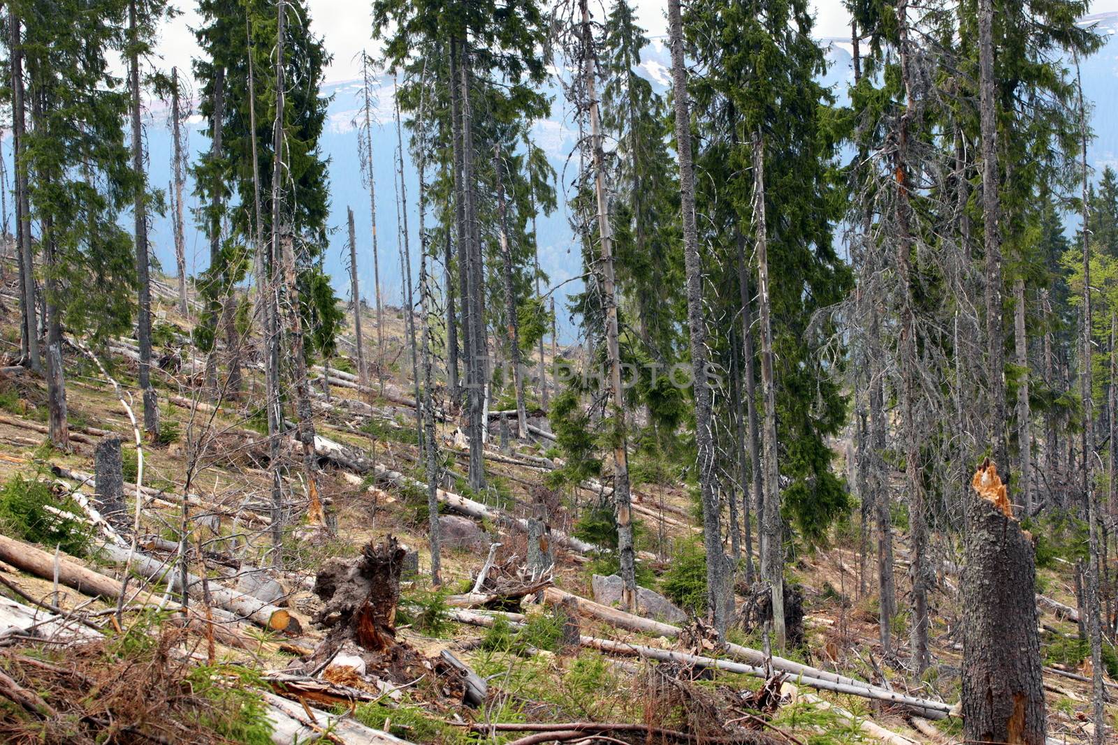image after deforestation, only some spruce trees are left