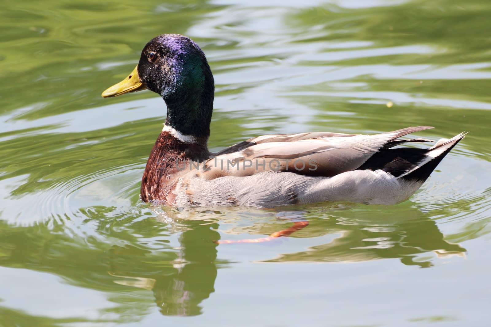 beautiful male mallard duck swimming on lake surface