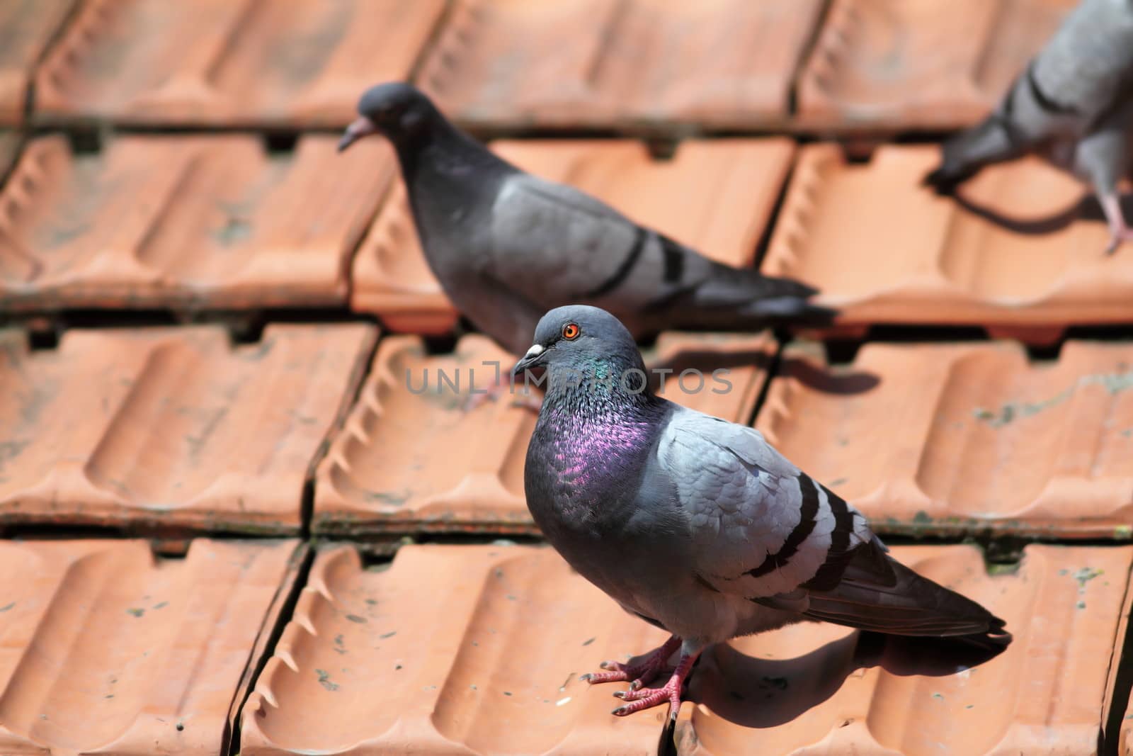 male pigeon standing  on the roof tiles