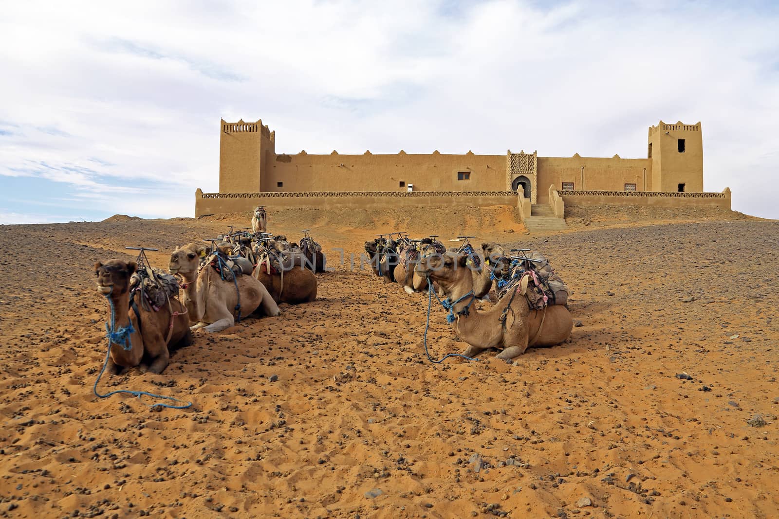 Camels in the Erg Chebbi Desert, Morocco