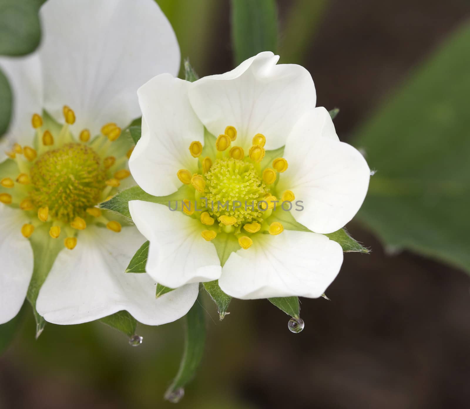 Macro of a Honeyoye Strawberry (Fragaria Ananassa) Flower in full bloom