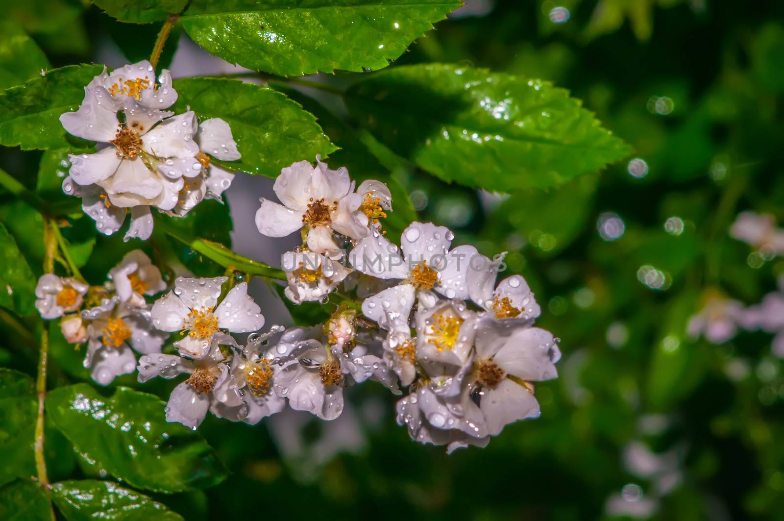 mini white roses cluster with water drops by digidreamgrafix