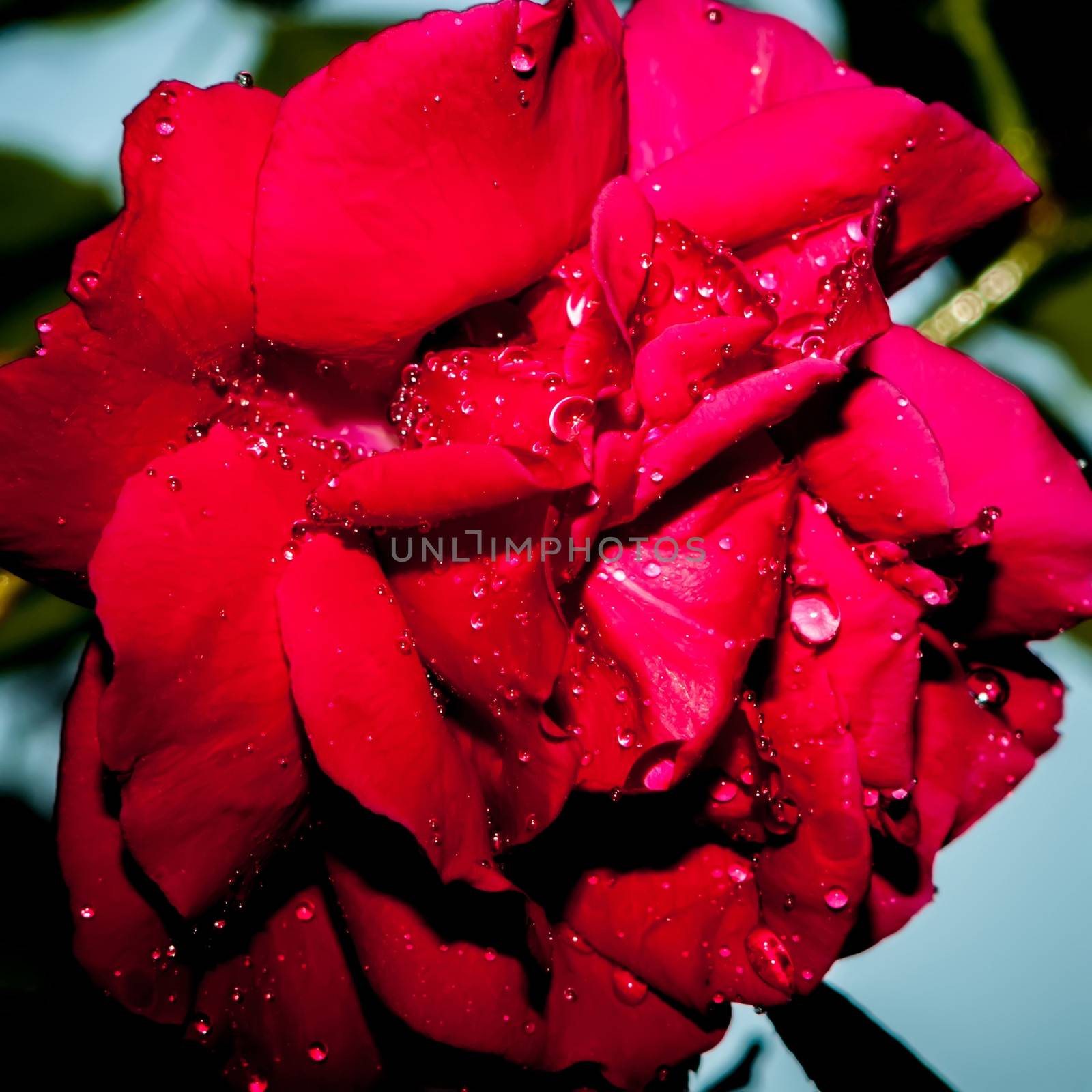 Red Rose with water drops after the rain