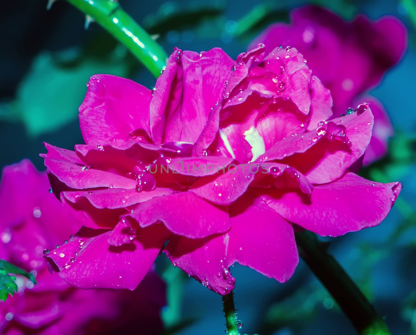 Red Rose with water drops after the rain