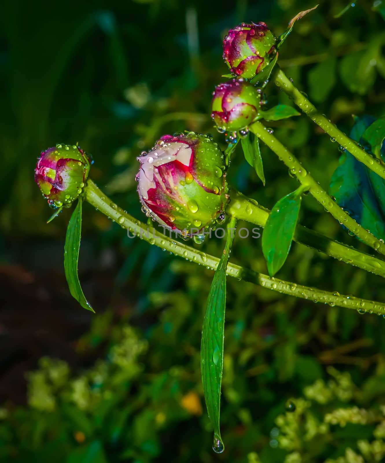 peony with rain drops by digidreamgrafix