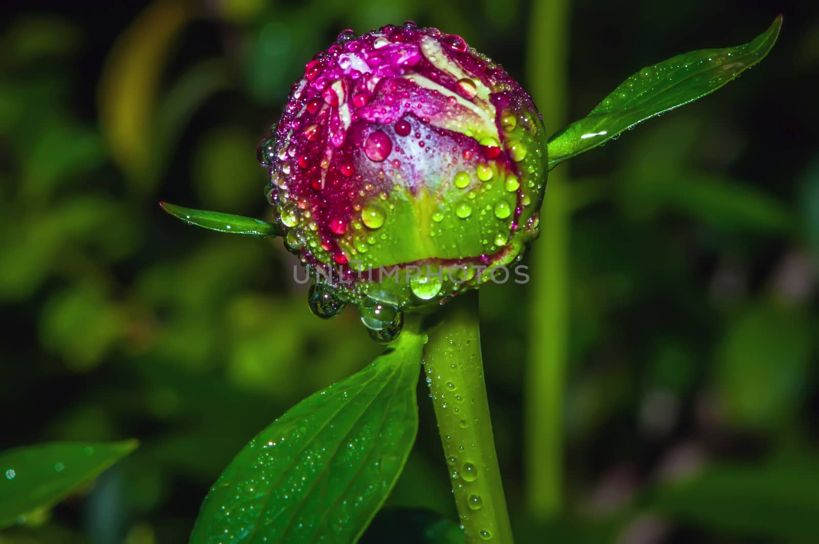 Close-up shot of a   Closed Peony flower with rain drops