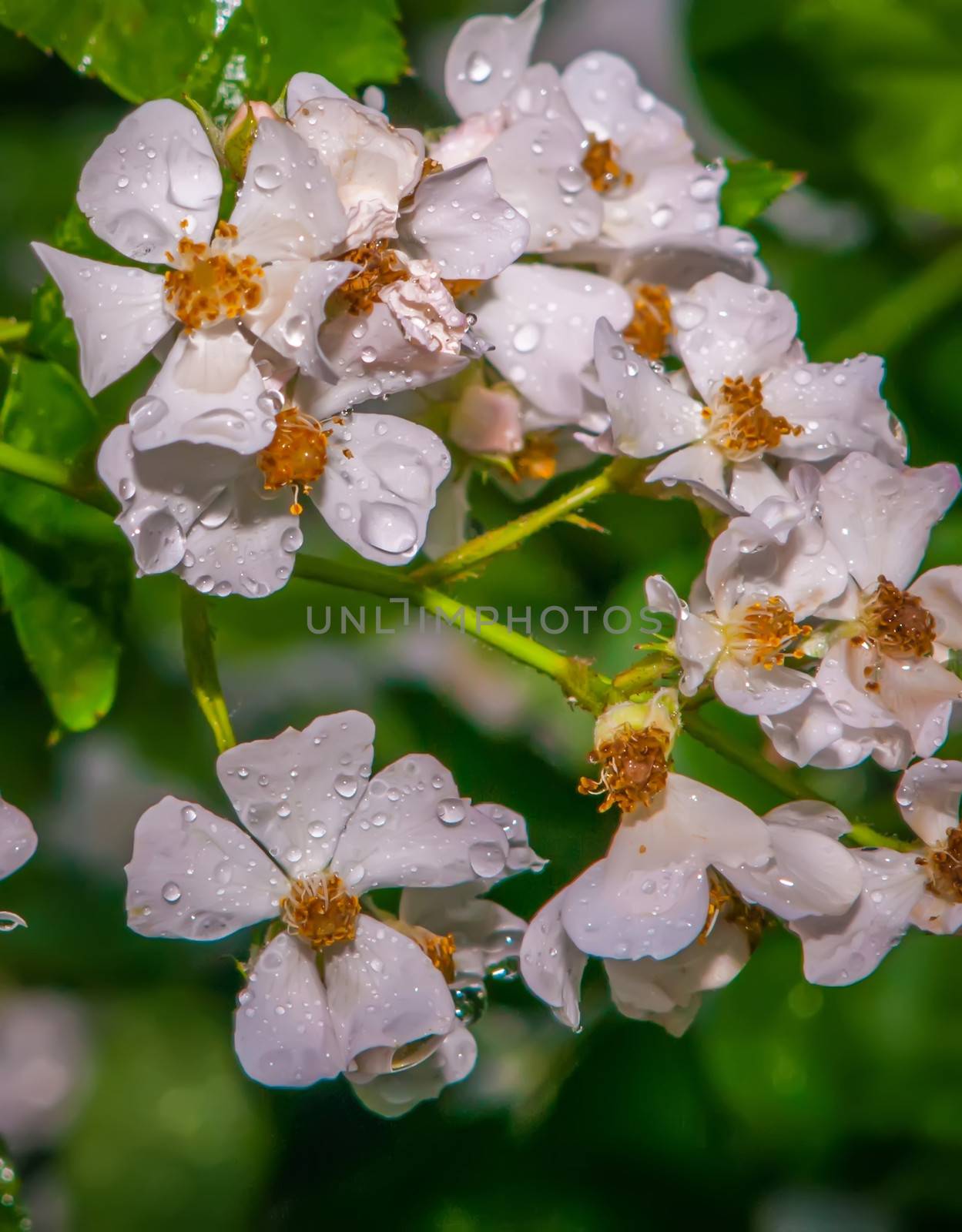 mini white roses cluster with water drops after rain by digidreamgrafix