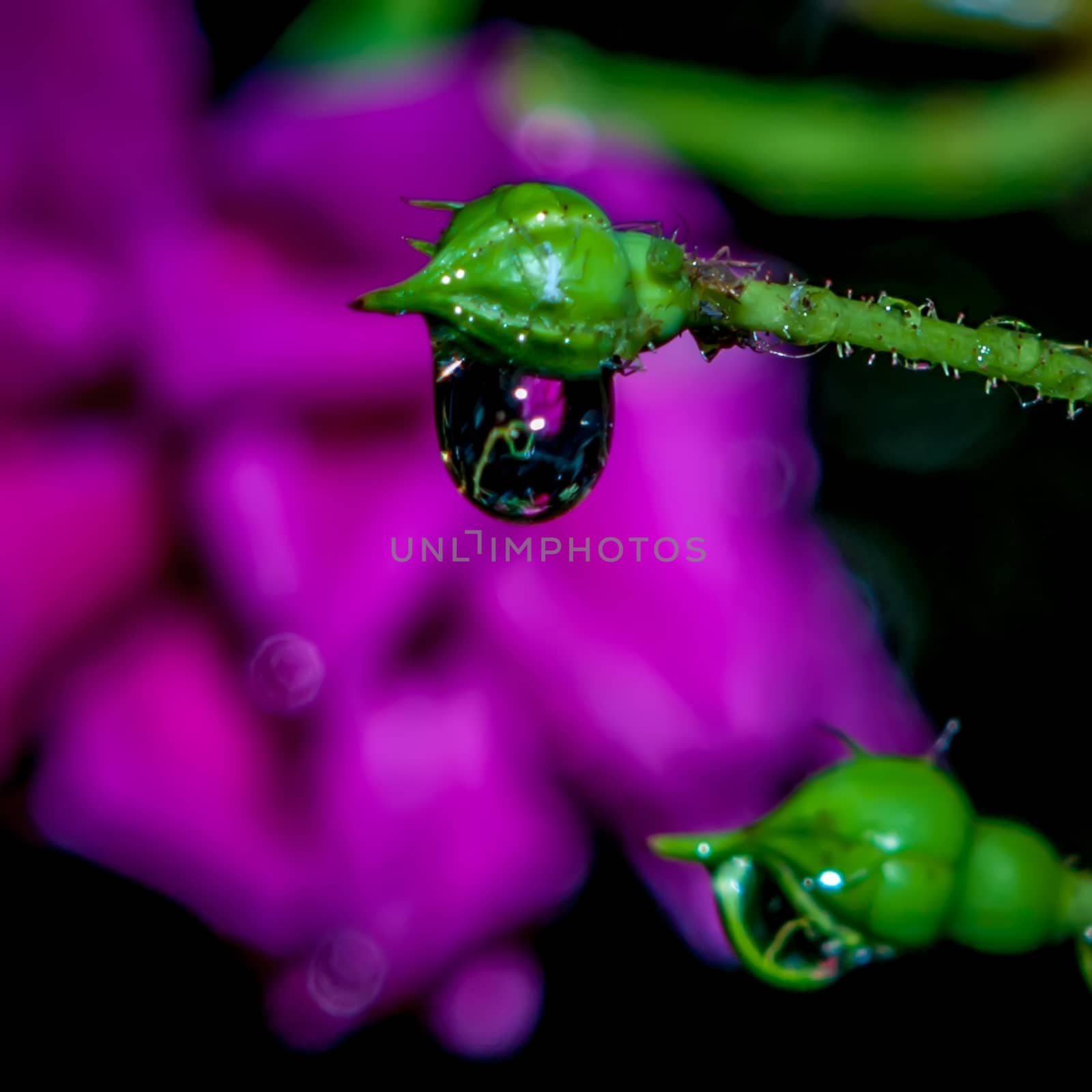 rose bud after rain by digidreamgrafix