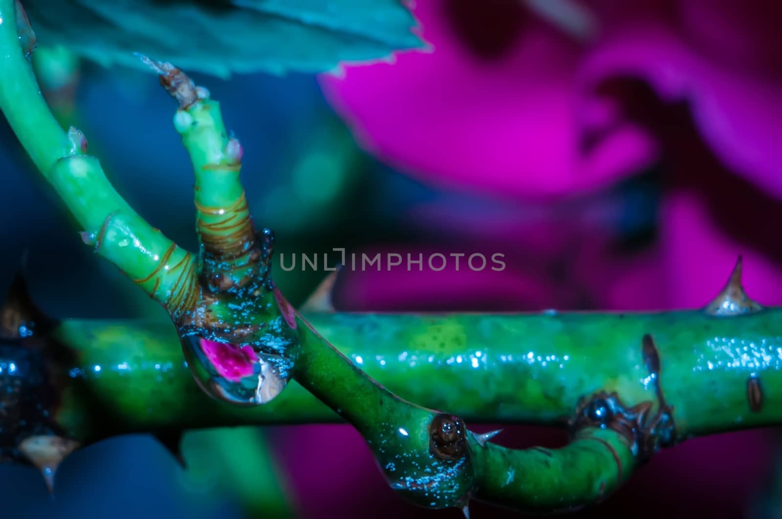 rose bud after rain by digidreamgrafix