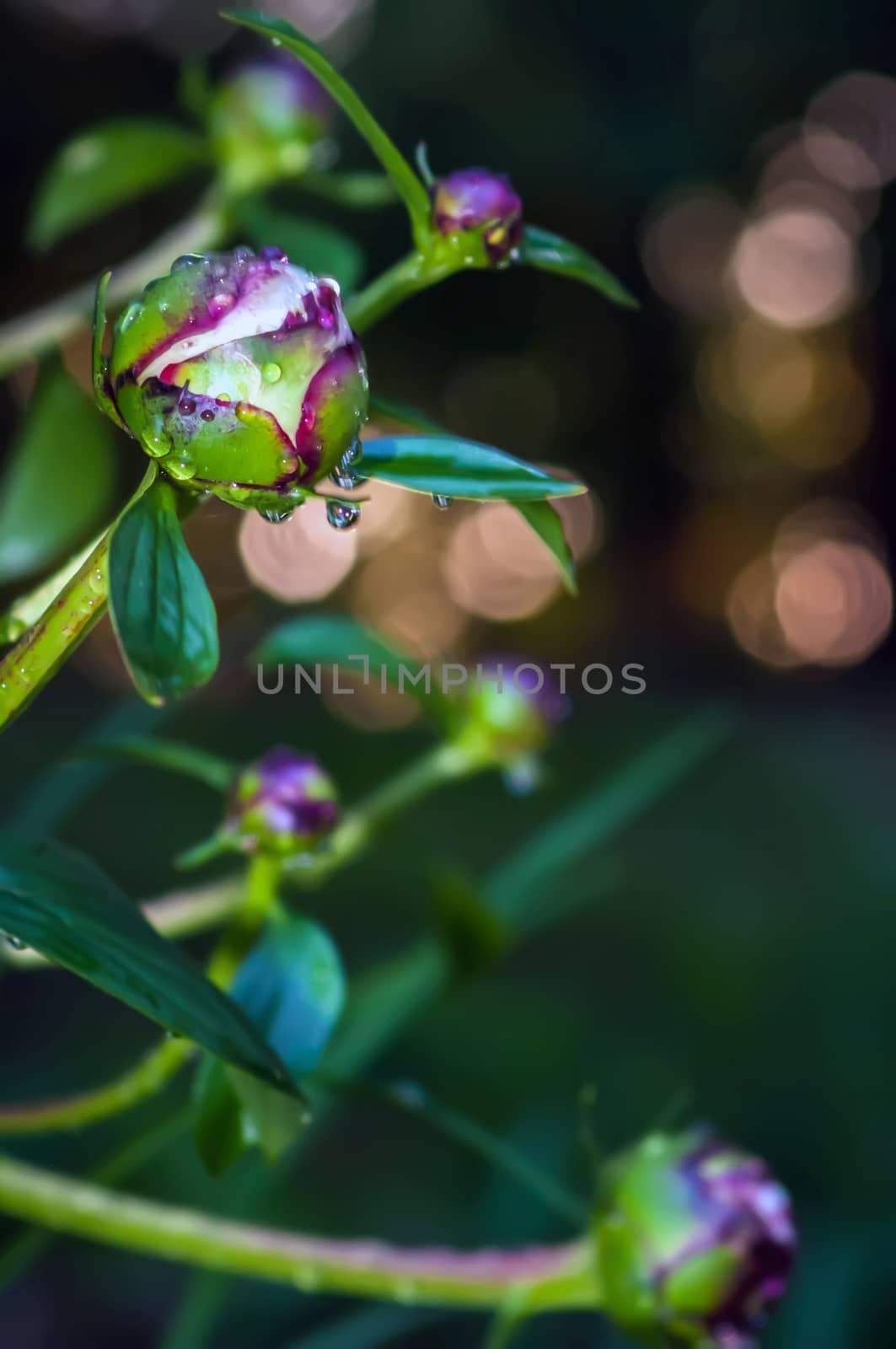 Close-up shot of a   Closed Peony flower with rain drops