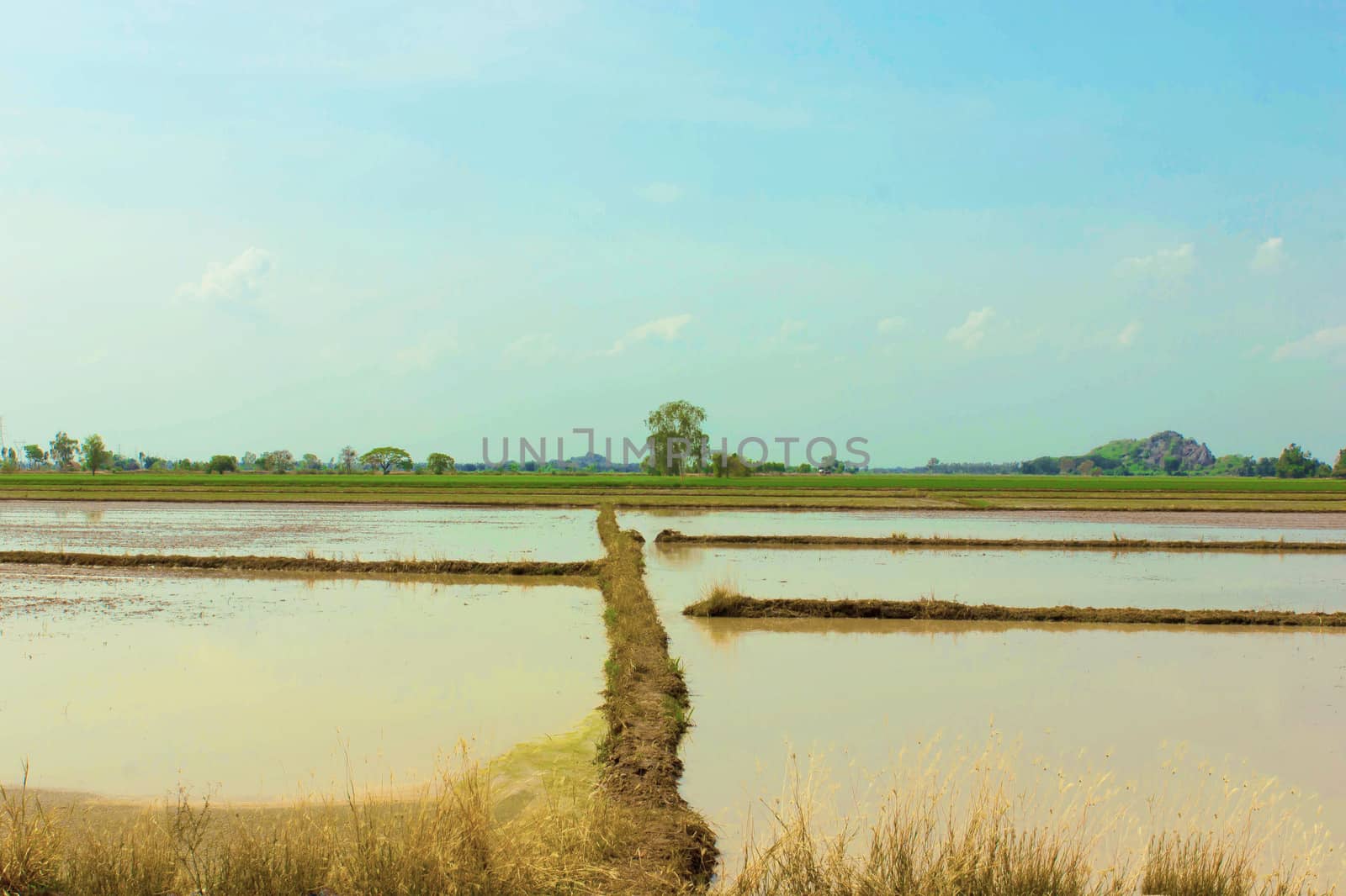 Preparation rice field by sutipp11