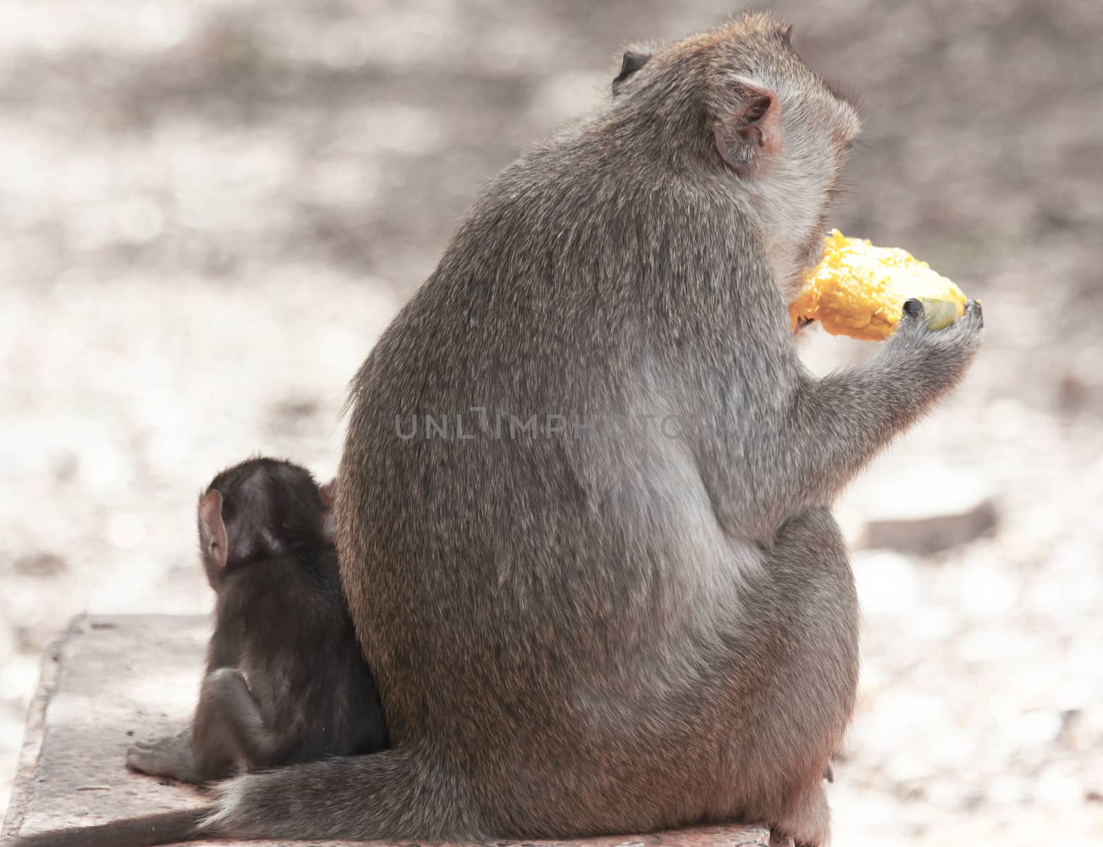 Monkey mother and child eating mango by sutipp11