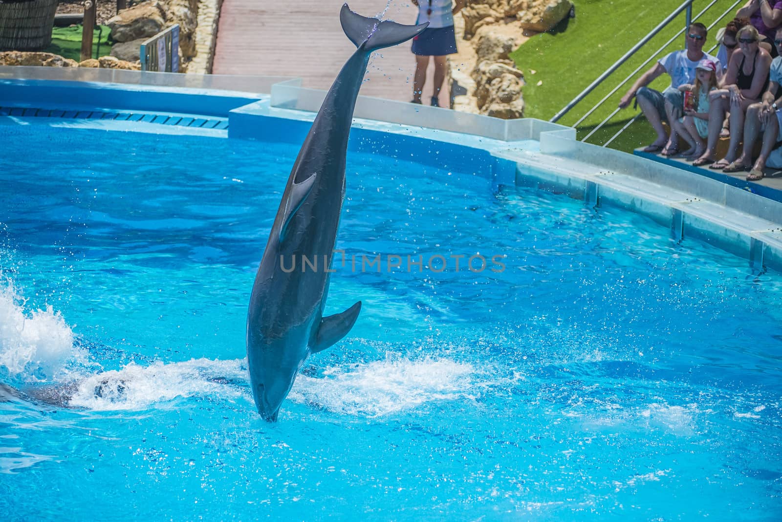 Dolphins jumping high in the air and it looks like they are flying. All the photos are shot July 25, 2013