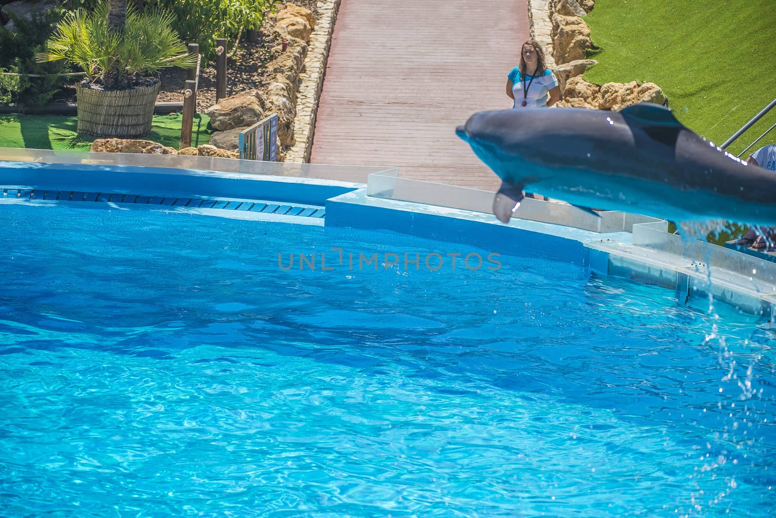 Dolphins jumping high in the air and it looks like they are flying. All the photos are shot July 25, 2013