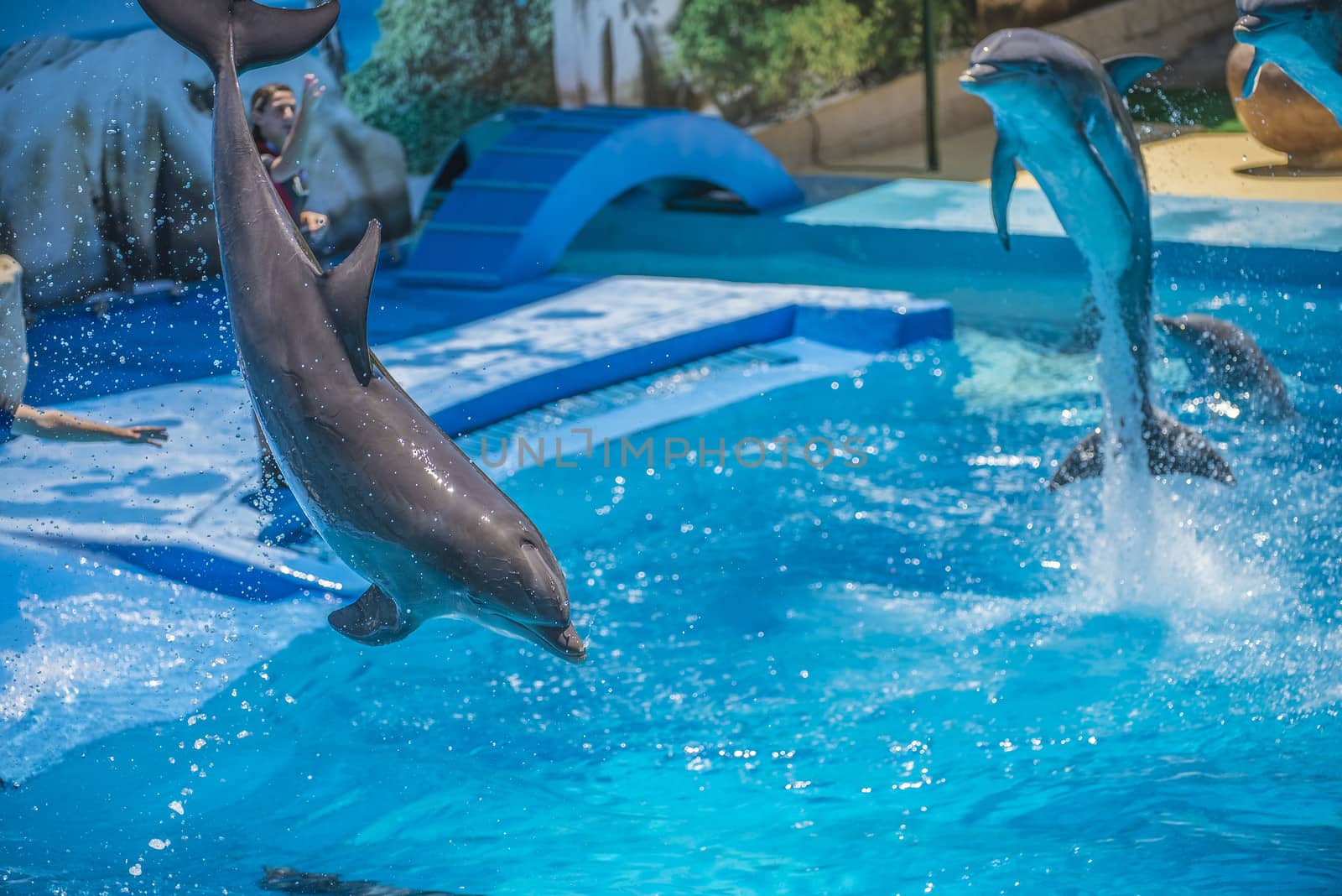 Dolphins jumping high in the air and it looks like they are flying. All the photos are shot July 25, 2013