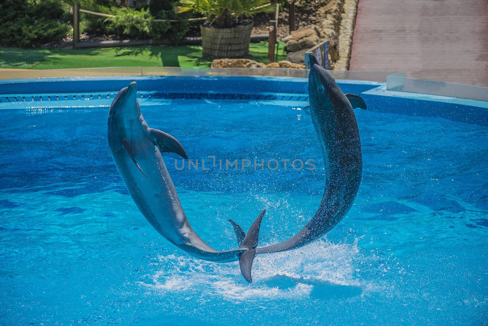 flying dolphins by steirus