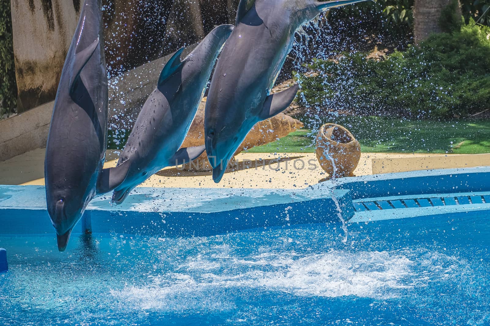 flying dolphins by steirus