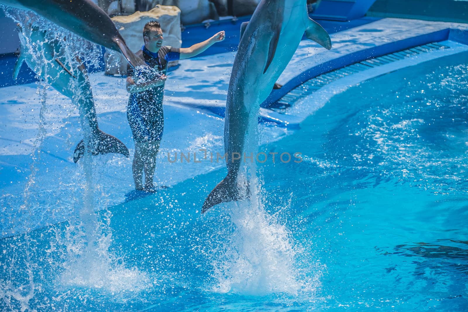 Dolphins jumping high in the air and it looks like they are flying. All the photos are shot July 25, 2013