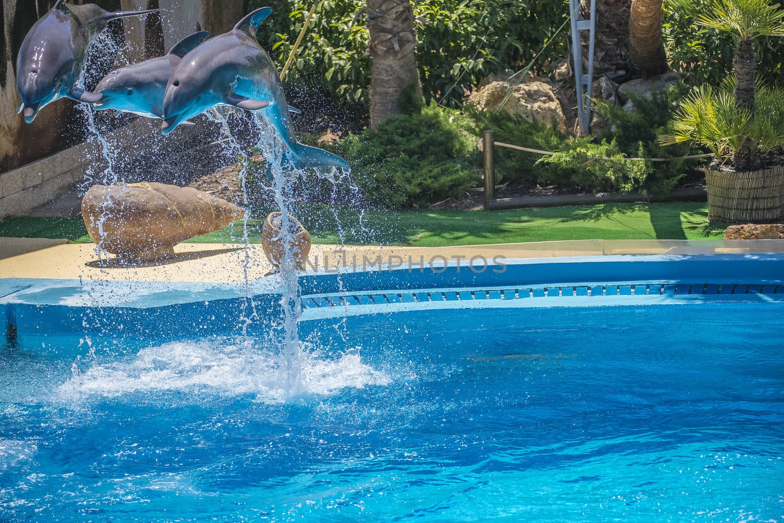 Dolphins jumping high in the air and it looks like they are flying. All the photos are shot July 25, 2013