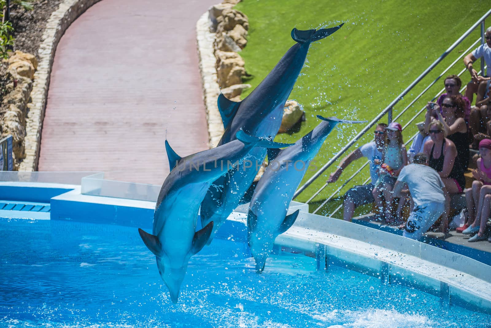 Dolphins jumping high in the air and it looks like they are flying. All the photos are shot July 25, 2013