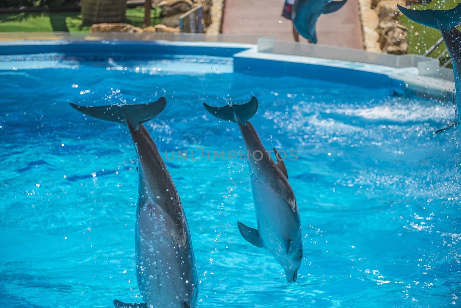 Dolphins jumping high in the air and it looks like they are flying. All the photos are shot July 25, 2013