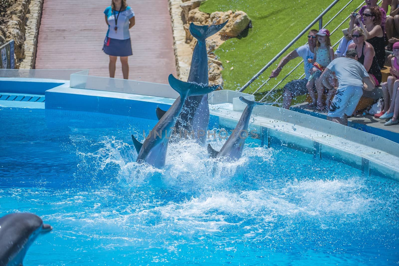 Dolphins jumping high in the air and it looks like they are flying. All the photos are shot July 25, 2013